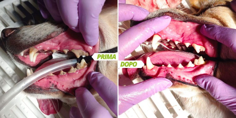 Odontostomatologia