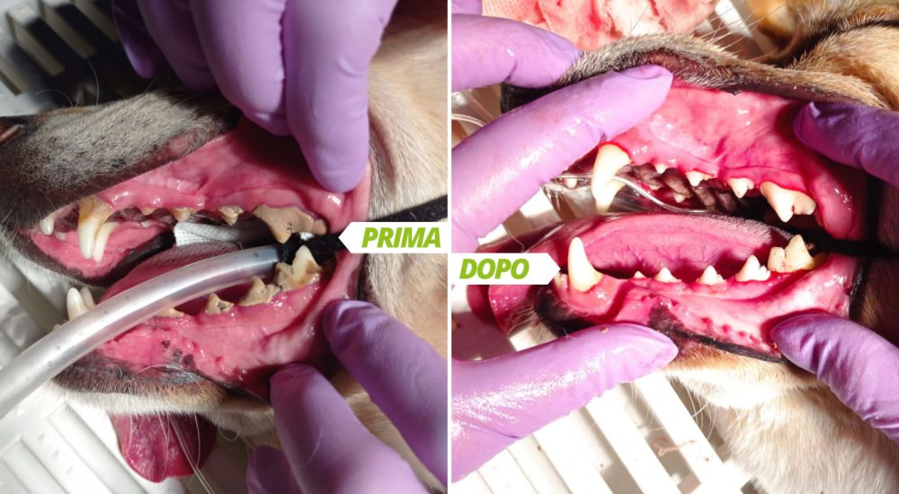 Odontostomatologia