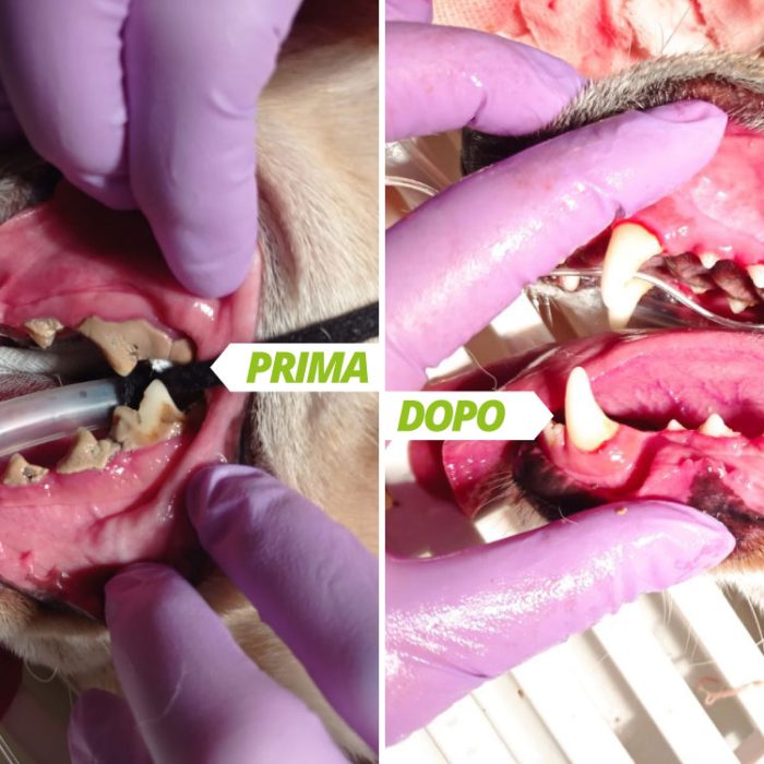 Odontostomatologia